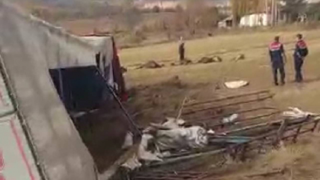 Devrilen tırdaki 8 büyükbaş hayvan öldü